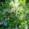 Chionanthus virginicus P2C